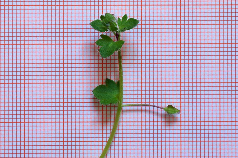 Veronica hederifolia ssp. hederifolia